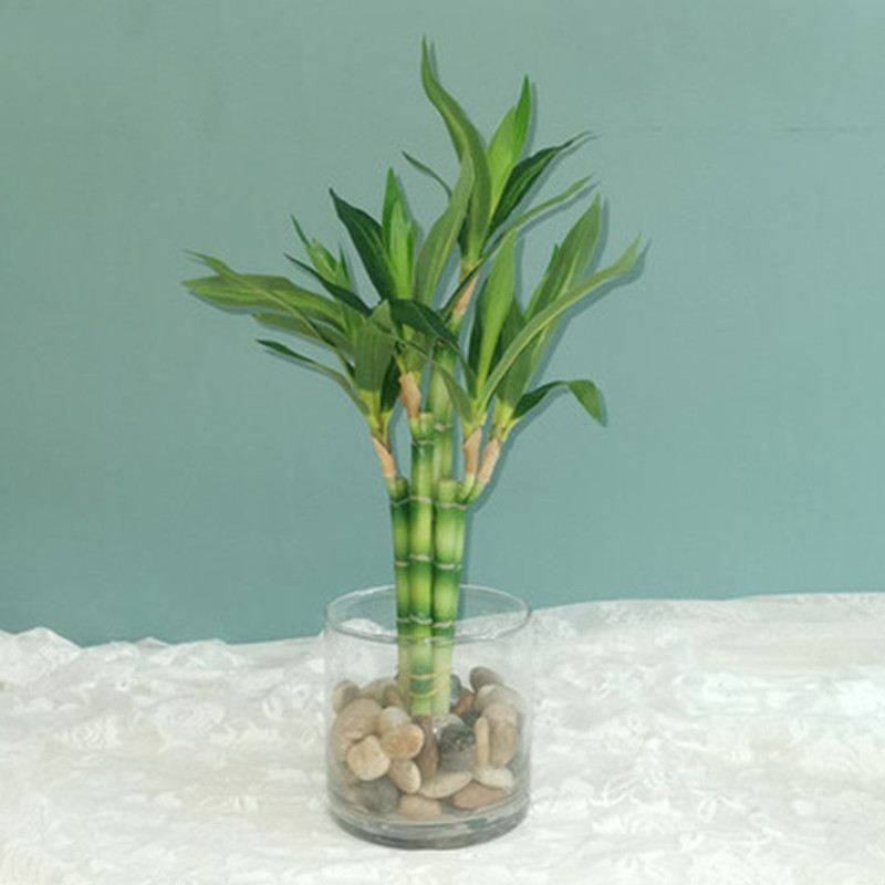 Aquarium Marine Fish - New 40cm rFtificial Lucky Bamboo Succulent