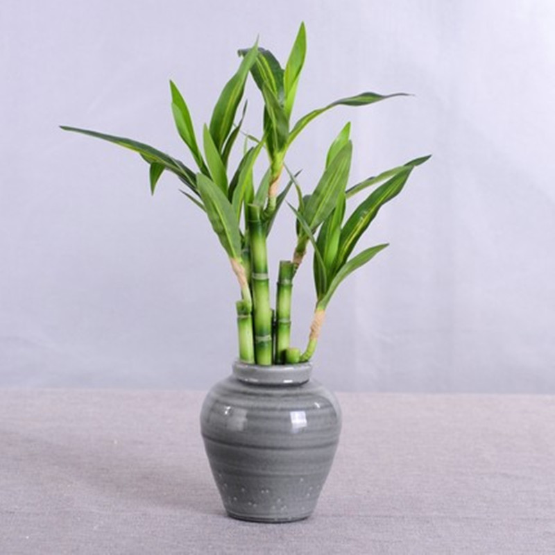 New 40cm rFtificial Lucky Bamb - огляд і ціна Aquarium Marine Fish
